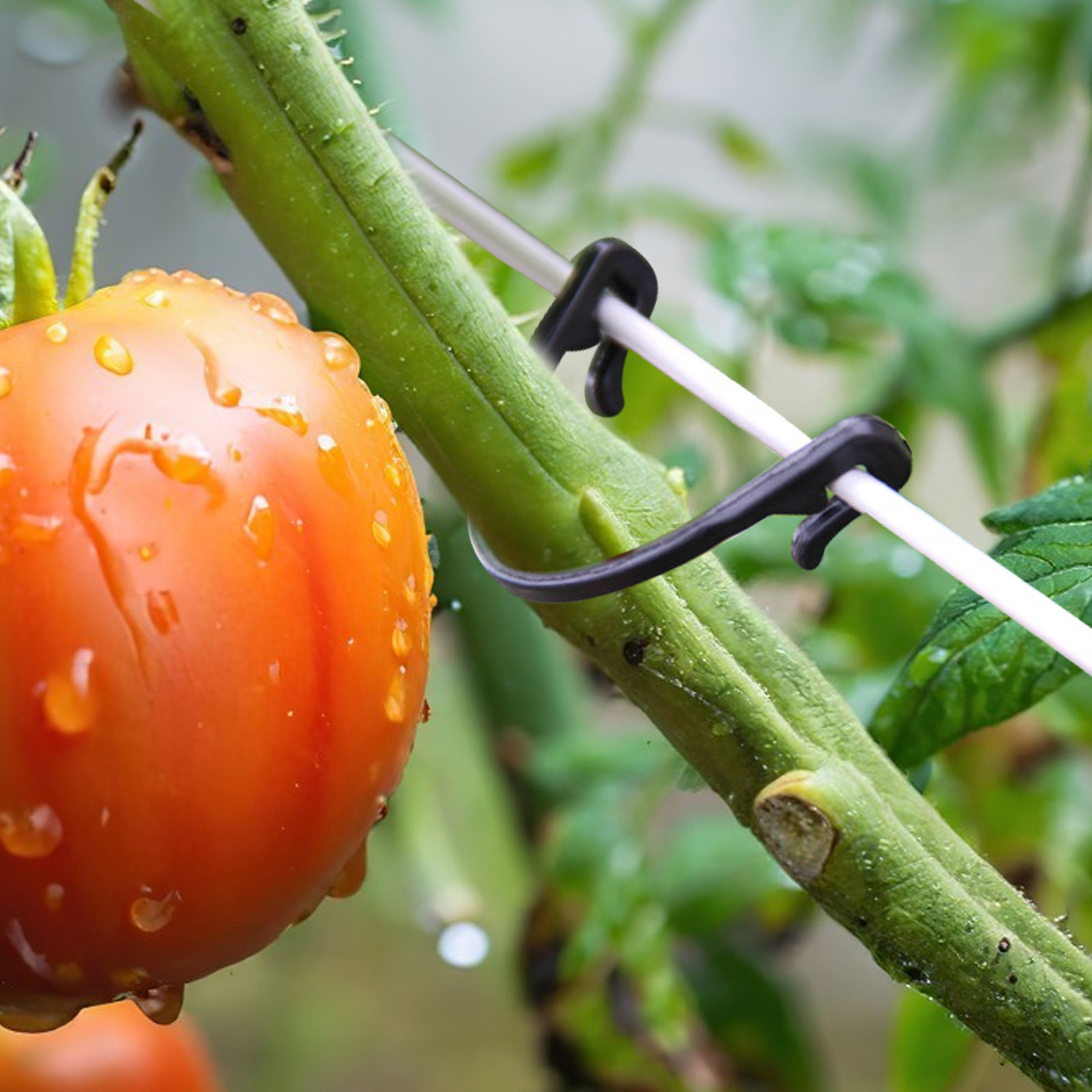 100 pezzi di clip per fissare  - Vine Climbing Plastic recensione e prezzo