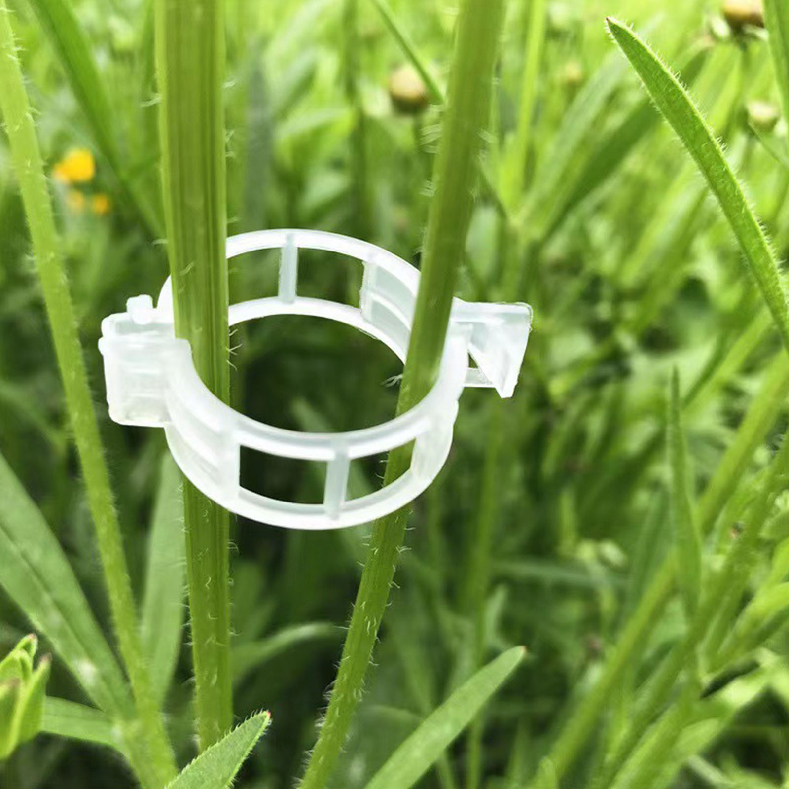 Clip in Plastica Sicure per Pi - Vine Climbing Plastic recensione e prezzo